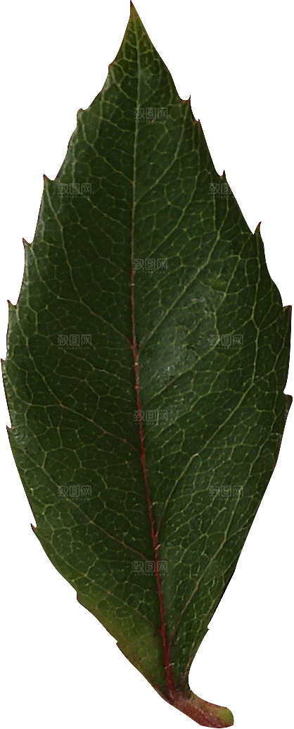 玫瑰花专题PNG图片各色玫瑰花瓣花枝