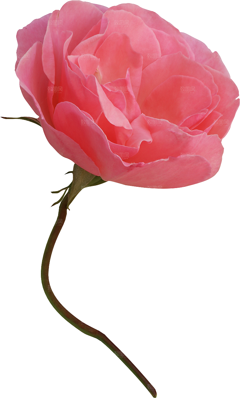 玫瑰花专题PNG图片各色玫瑰花瓣花枝