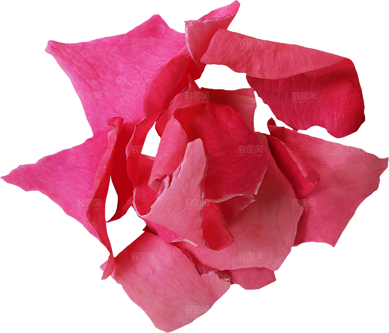 玫瑰花专题PNG图片各色玫瑰花瓣花枝