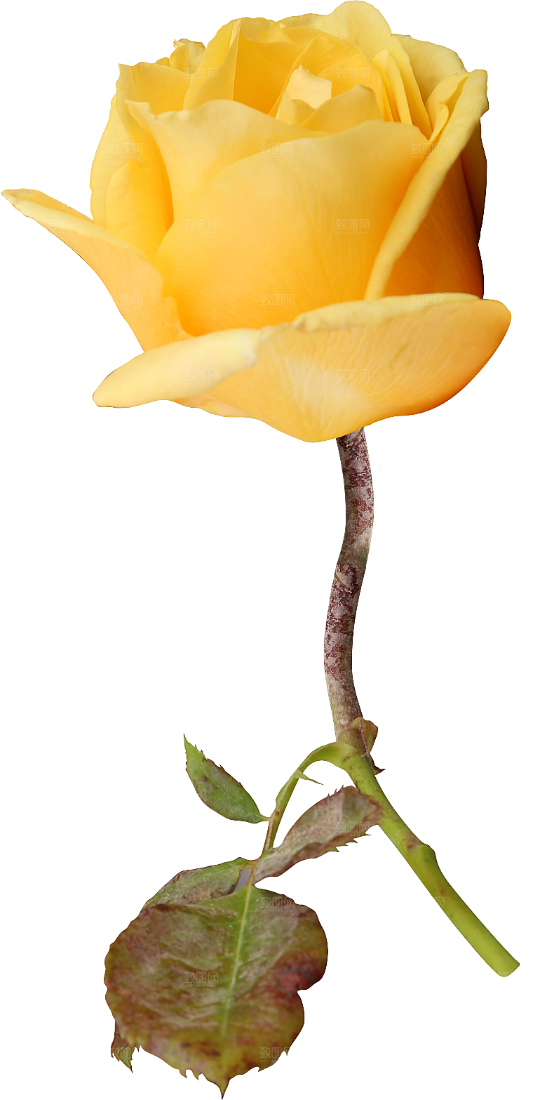 玫瑰花专题PNG图片各色玫瑰花瓣花枝