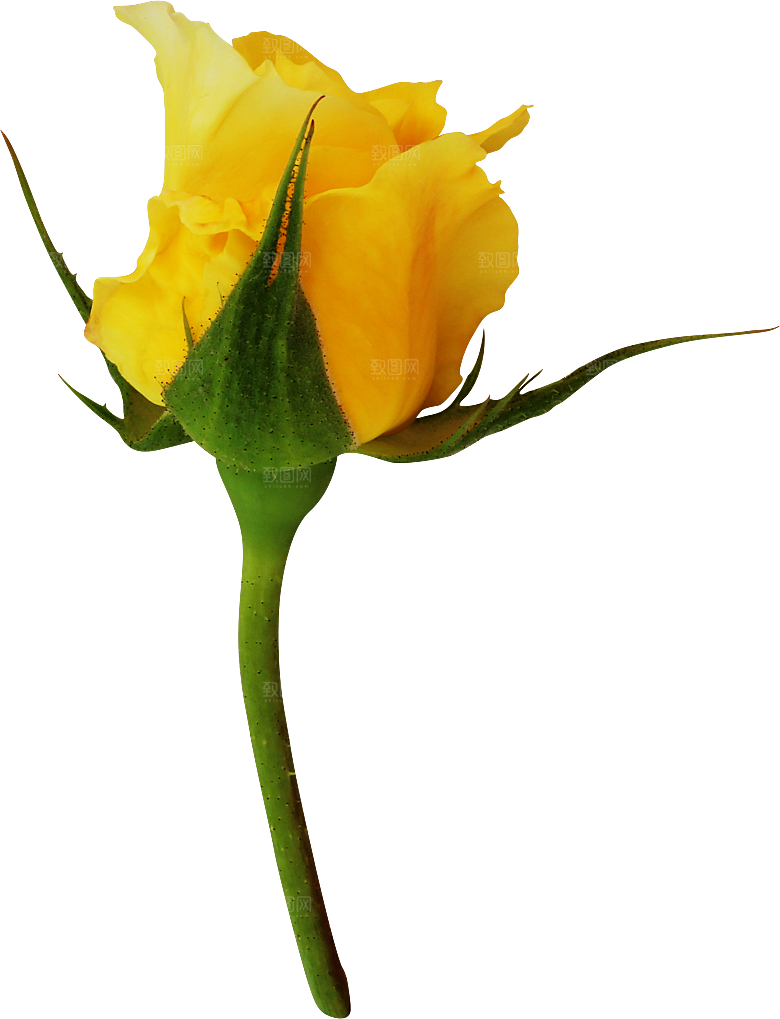 玫瑰花专题PNG图片各色玫瑰花瓣花枝