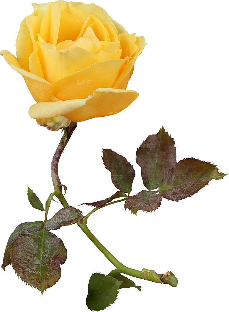 玫瑰花专题PNG图片各色玫瑰花瓣花枝