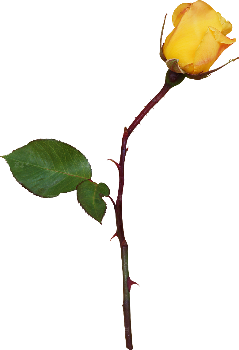 玫瑰花专题PNG图片各色玫瑰花瓣花枝