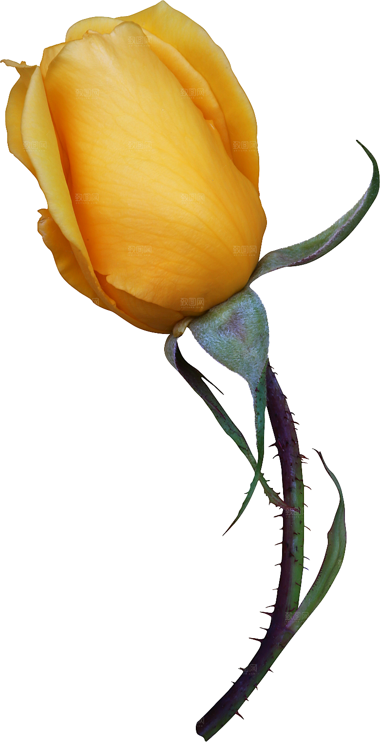 玫瑰花专题PNG图片各色玫瑰花瓣花枝