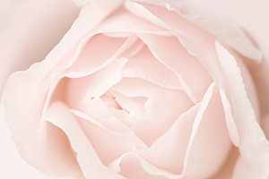 玫瑰花专题清图片各色玫瑰花瓣花枝单