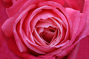 玫瑰花专题清图片各色玫瑰花瓣花枝单