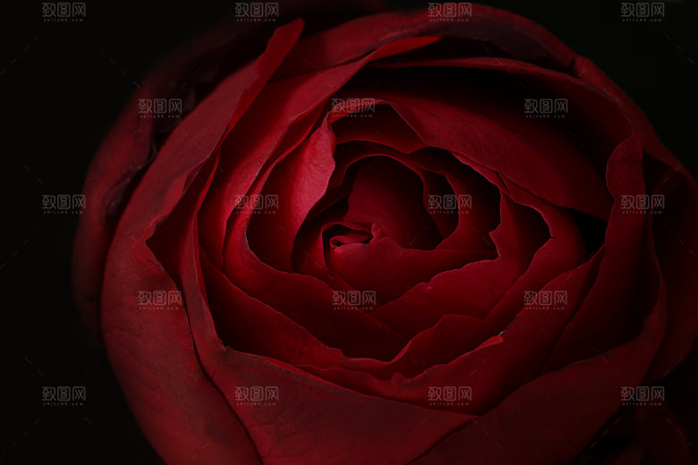 玫瑰花专题清图片各色玫瑰花瓣花枝单素材