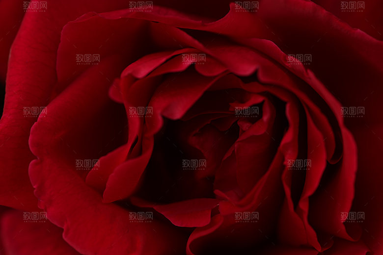 玫瑰花专题清图片各色玫瑰花瓣花枝单素材