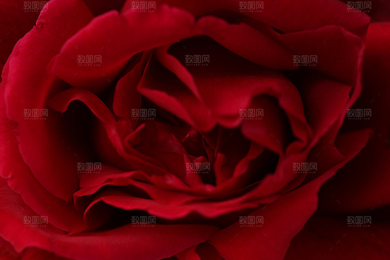 玫瑰花专题清图片各色玫瑰花瓣花枝单素材
