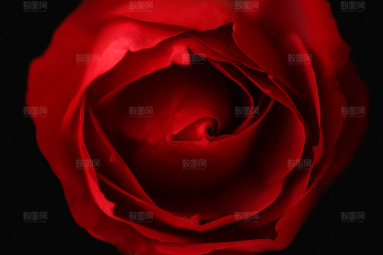 玫瑰花专题清图片各色玫瑰花瓣花枝单素材
