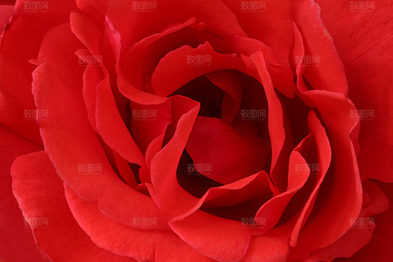 玫瑰花专题高清图片各色玫瑰花瓣花枝