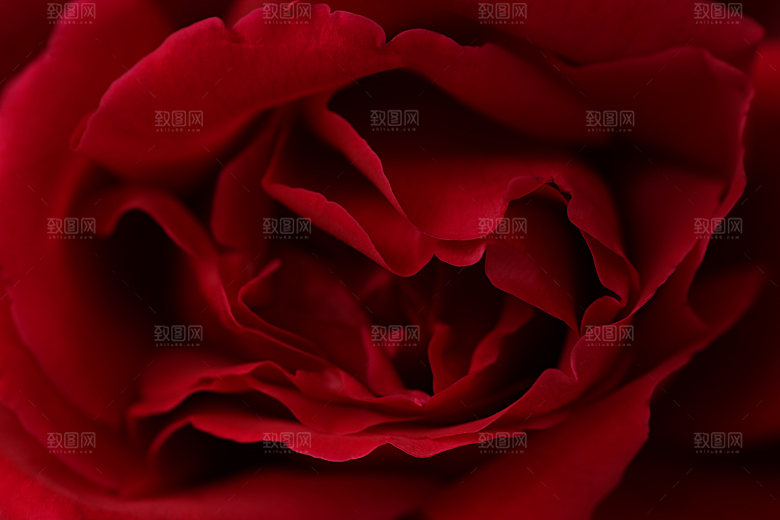 玫瑰花专题高清图片各色玫瑰花瓣花枝