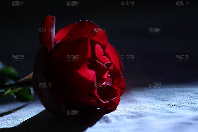 玫瑰花专题高清图片各色玫瑰花瓣花枝