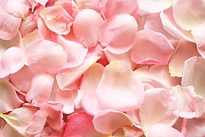 玫瑰花专题高清图片各色玫瑰花瓣花枝