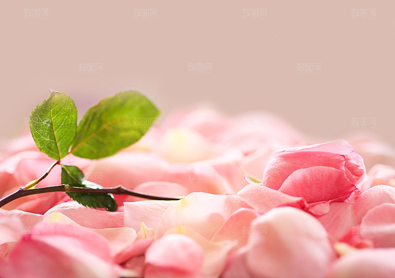 玫瑰花专题高清图片各色玫瑰花瓣花枝