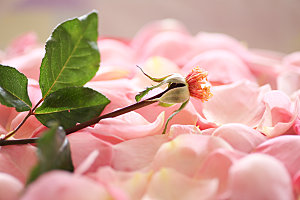 玫瑰花专题高清图片各色玫瑰花瓣花枝