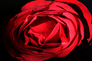 玫瑰花专题高清图片各色玫瑰花瓣花枝单