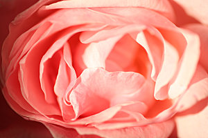 玫瑰花专题高清图片各色玫瑰花瓣花枝单