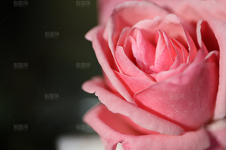 玫瑰花专题高清图片各色玫瑰花瓣花枝单