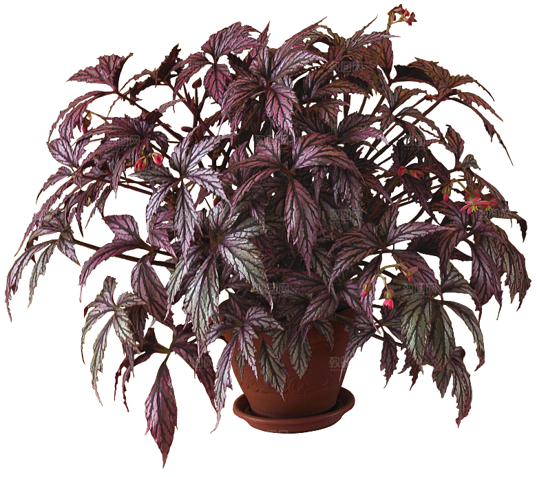 花艺软装北欧绿植插花花卉盆栽PNG