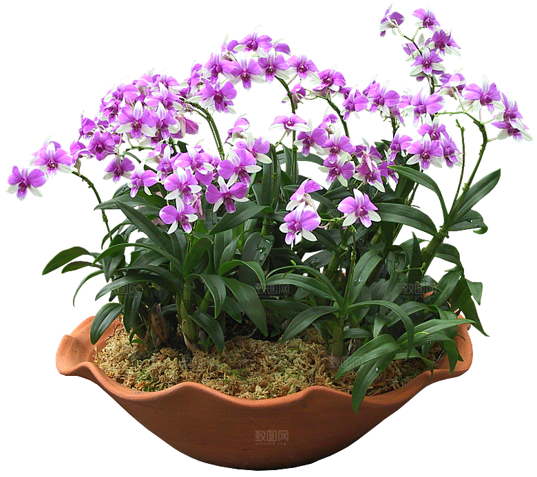 花艺软装北欧绿植插花花卉盆栽PNG