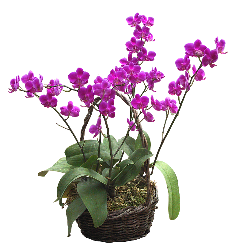花艺软装北欧绿植插花花卉盆栽PNG
