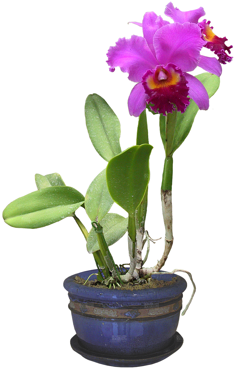 花艺软装北欧绿植插花花卉盆栽PNG