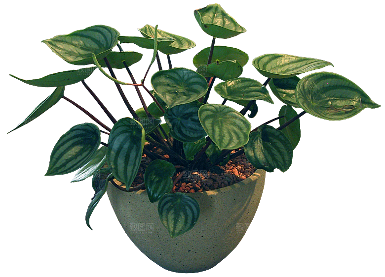 花艺软装北欧绿植插花花卉盆栽PNG素材