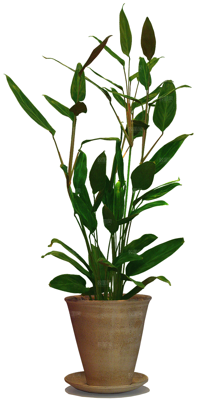 花艺软装北欧绿植插花花卉盆栽PNG素材