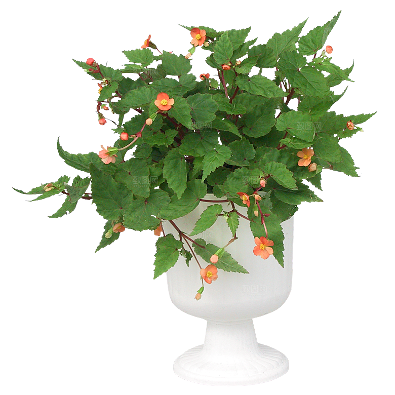 花艺软装北欧绿植插花花卉盆栽PNG素材