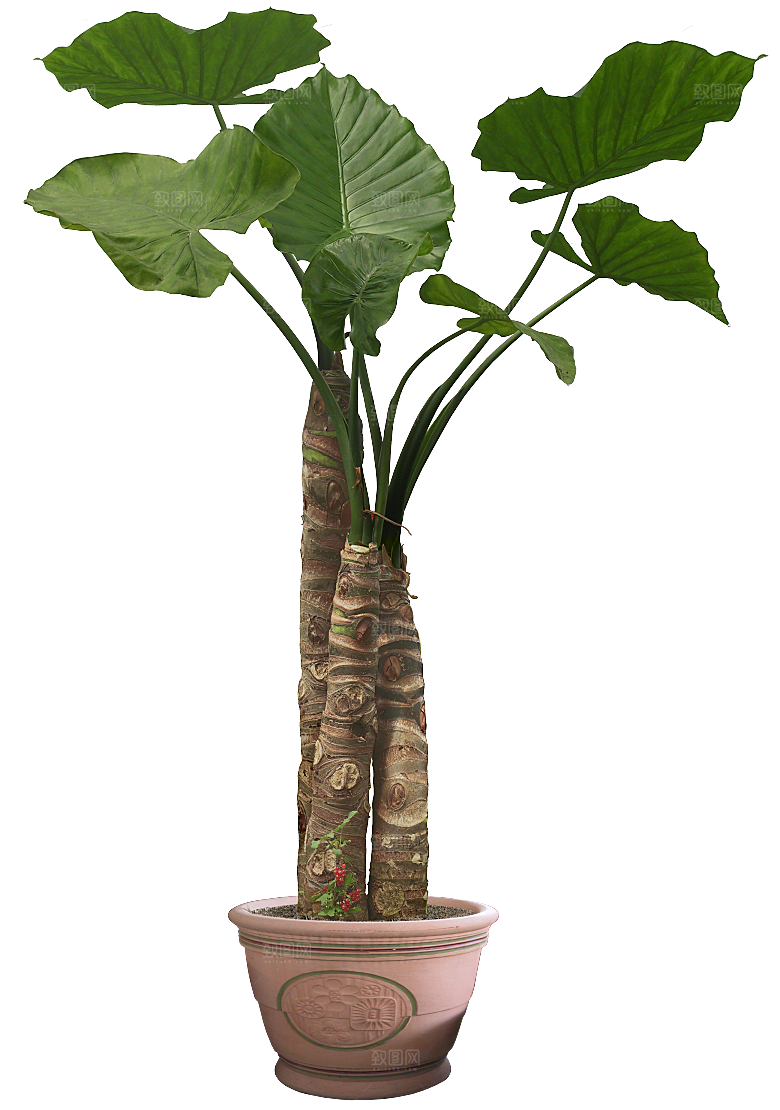 花艺软装北欧绿植插花花卉盆栽PNG