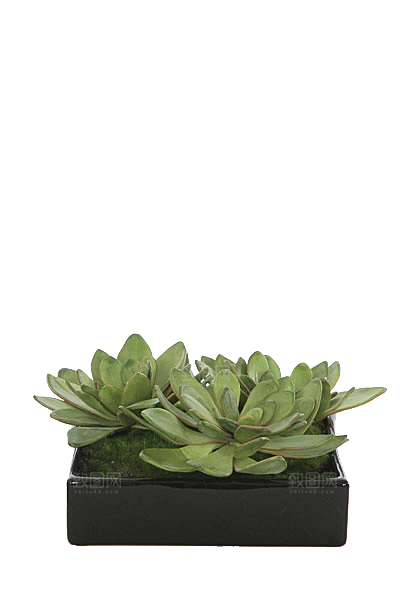 花艺软装北欧绿植插花花卉盆栽PNG