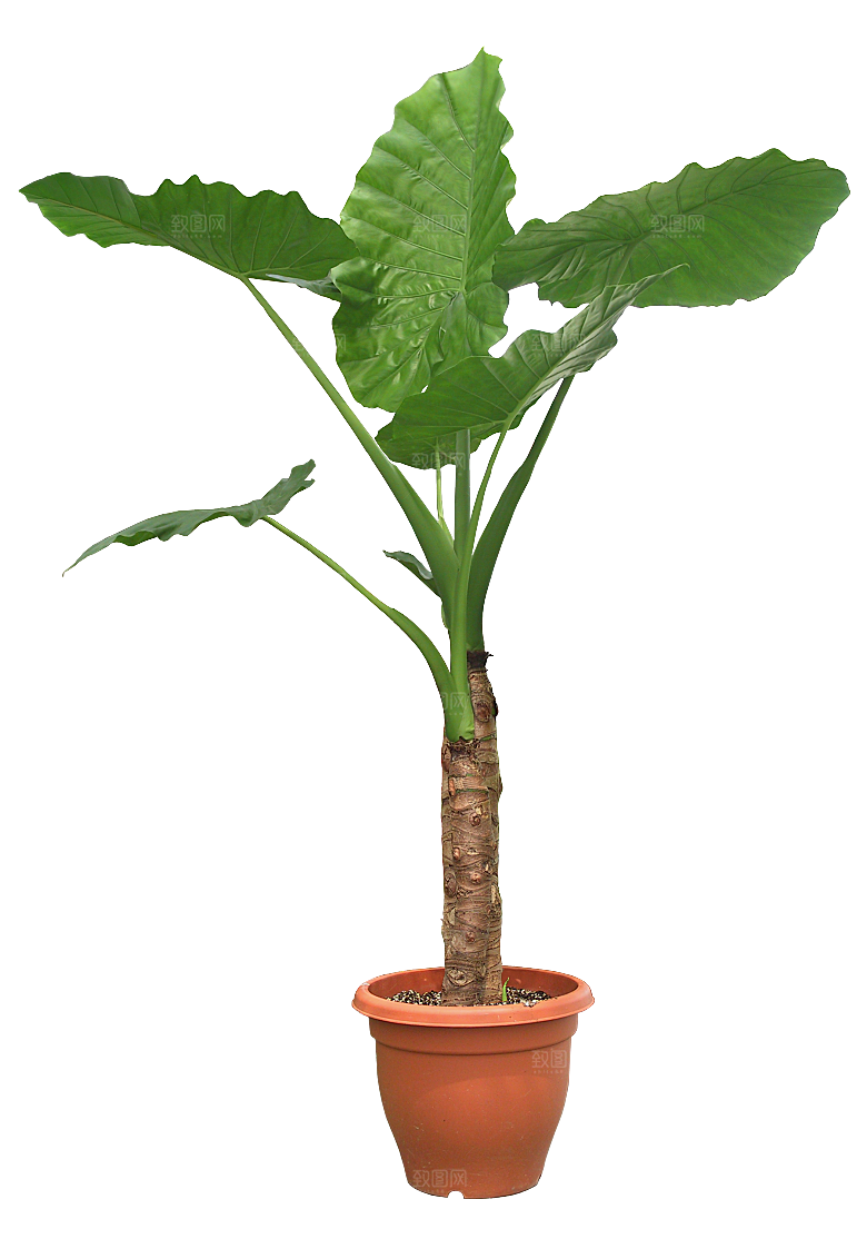 花艺软装北欧绿植插花花卉盆栽PNG