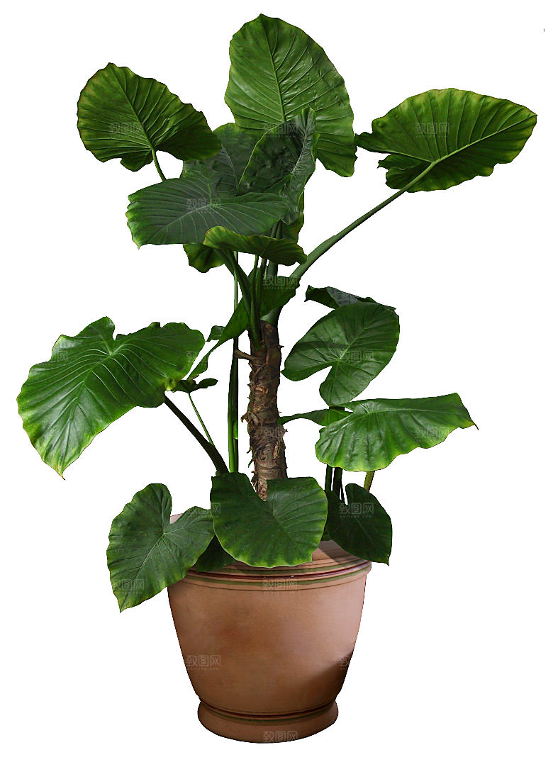 花艺软装北欧绿植插花花卉盆栽PNG
