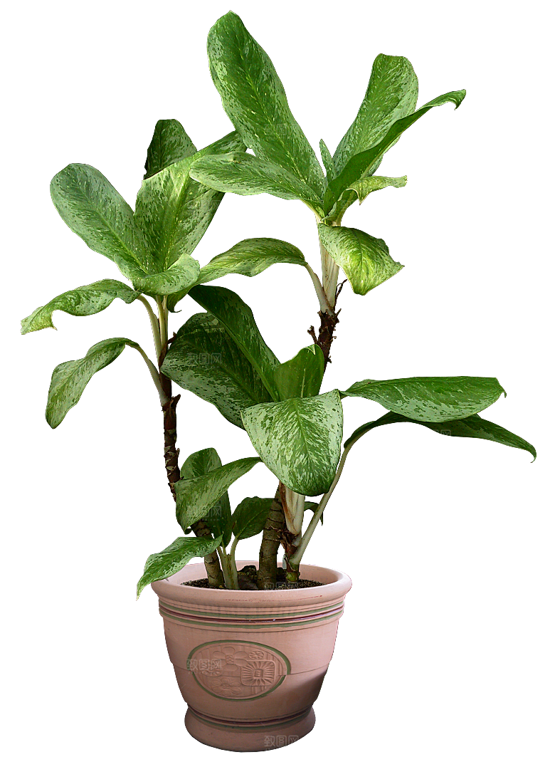 花艺软装北欧绿植插花花卉盆栽PNG