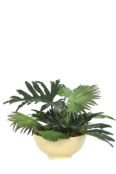 花艺软装北欧绿植插花花卉盆栽PNG素材