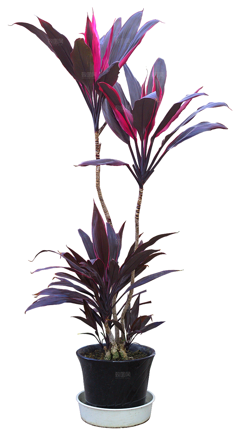 花艺软装北欧绿植插花花卉盆栽PNG素材