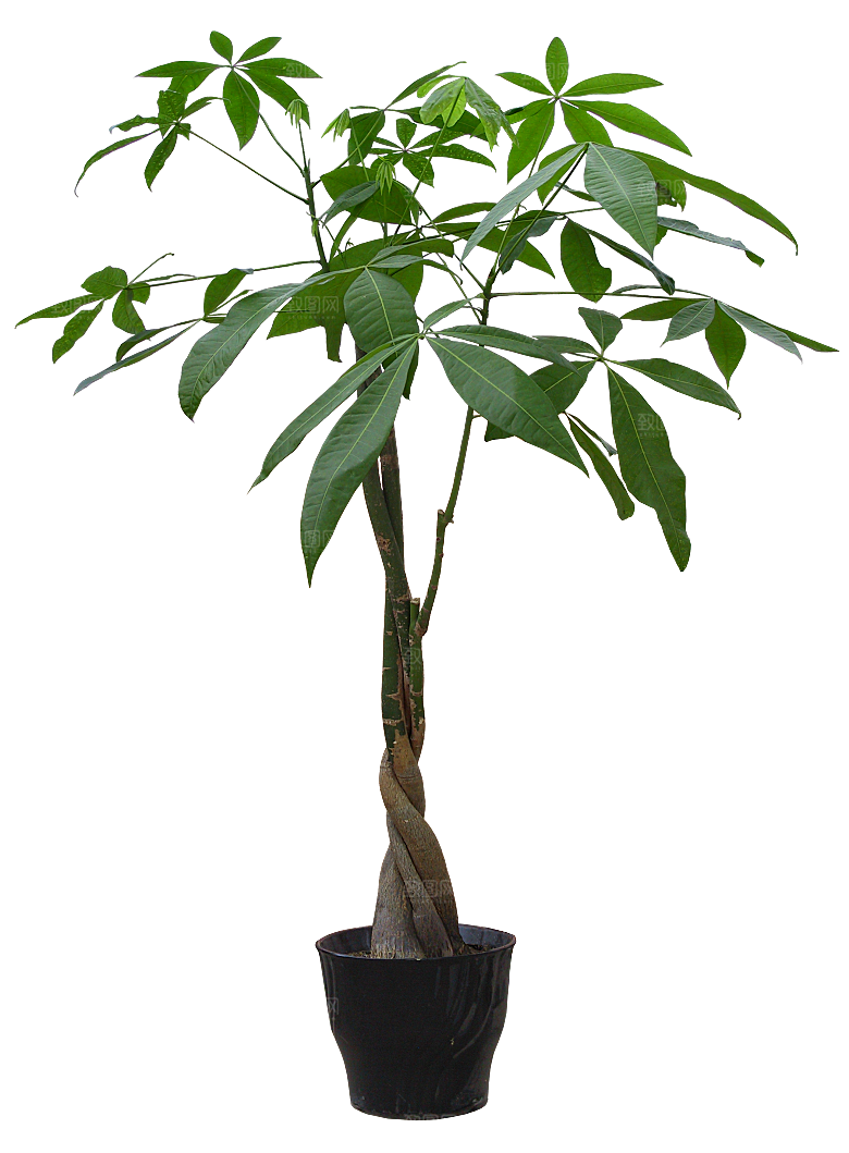 花艺软装北欧绿植插花花卉盆栽PNG素材