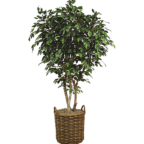 花艺软装北欧绿植插花花卉盆栽PNG素材
