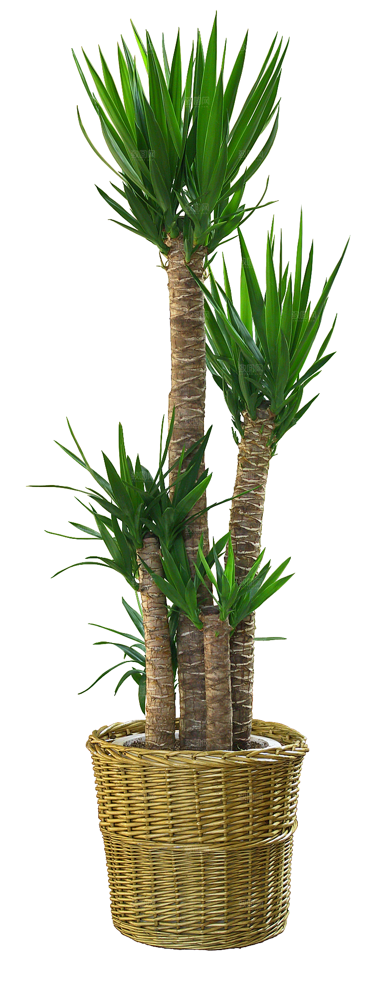 花艺软装北欧绿植插花花卉盆栽PNG