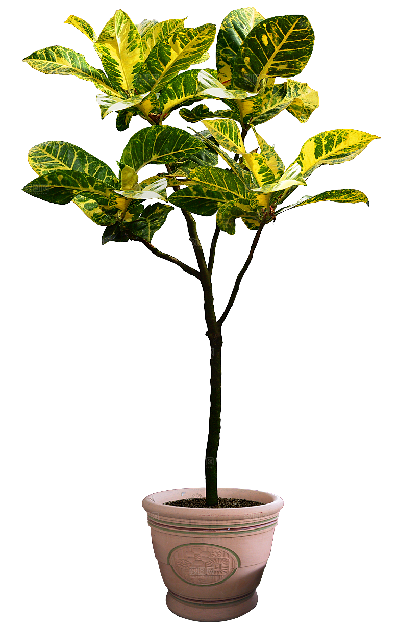 花艺软装北欧绿植插花花卉盆栽PNG