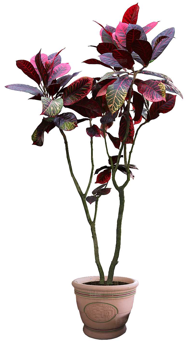 花艺软装北欧绿植插花花卉盆栽PNG