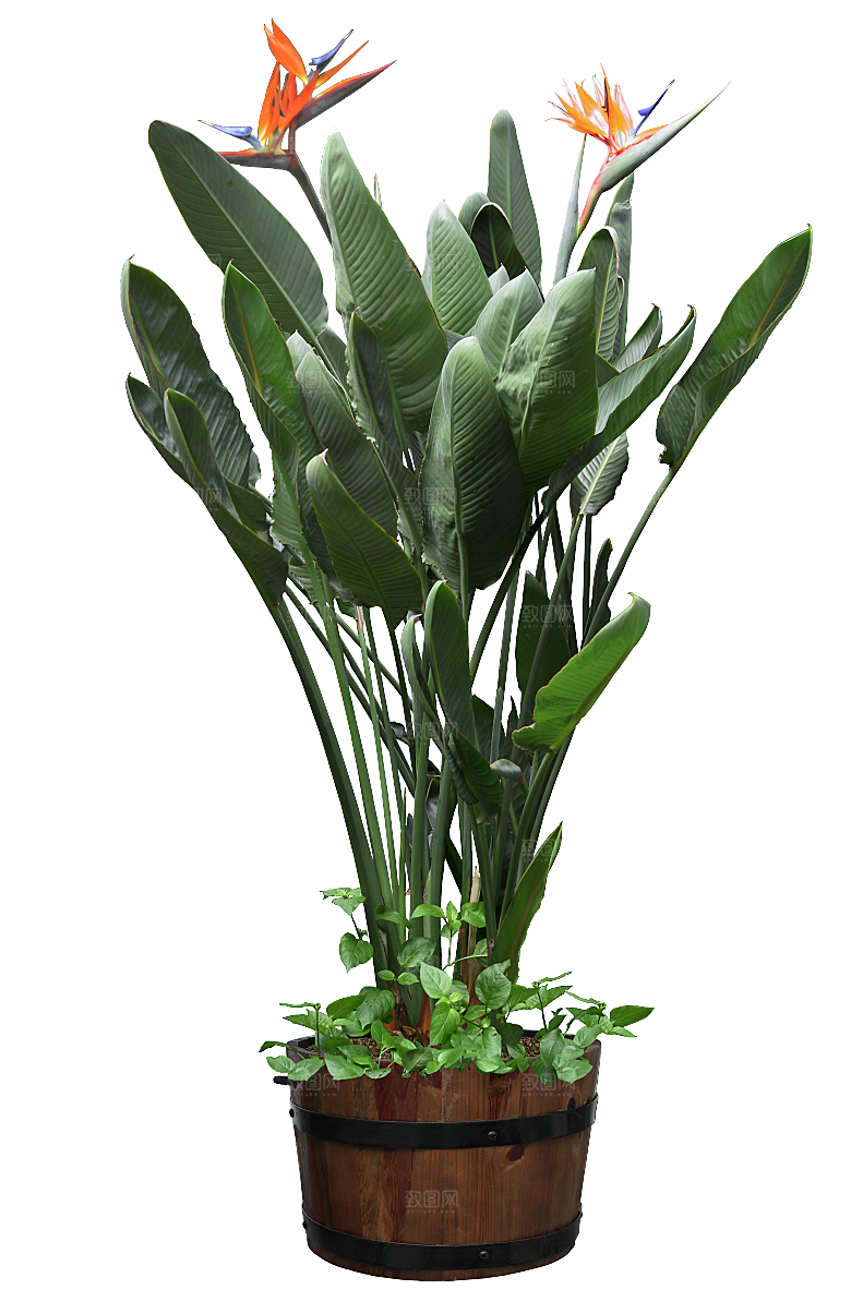 花艺软装北欧绿植插花花卉盆栽PNG素材