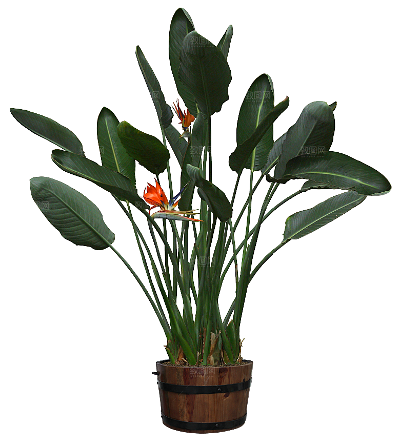 花艺软装北欧绿植插花花卉盆栽PNG素材