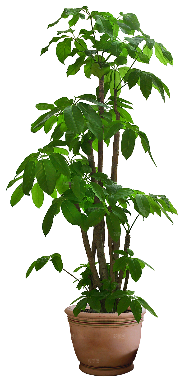 花艺软装北欧绿植插花花卉盆栽PNG素材