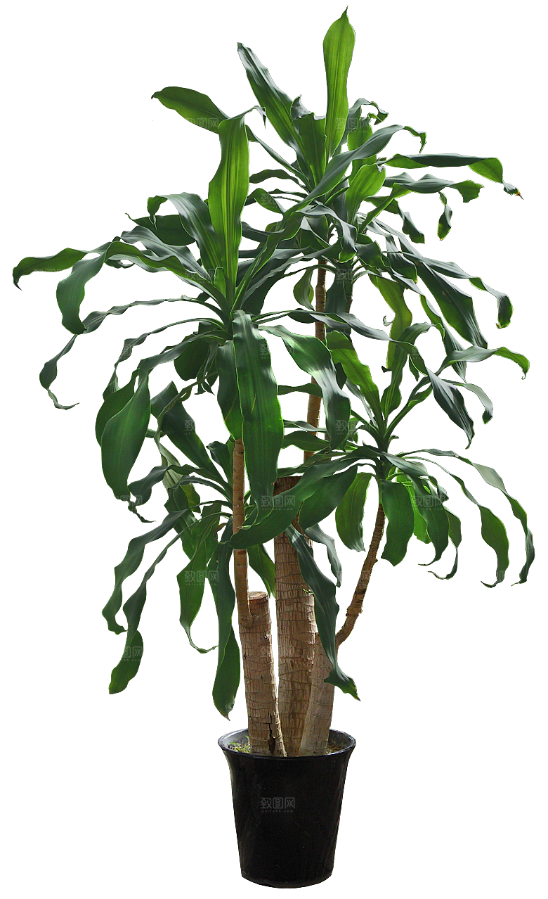 花艺软装北欧绿植插花花卉盆栽PNG