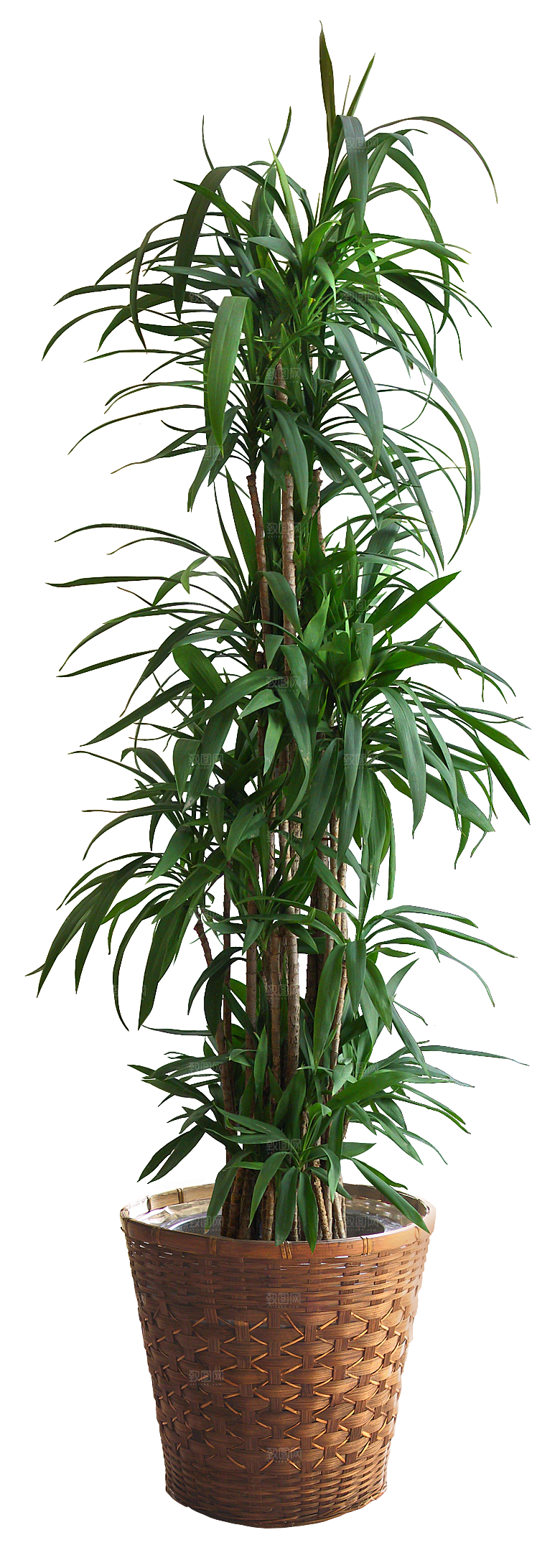 花艺软装北欧绿植插花花卉盆栽PNG