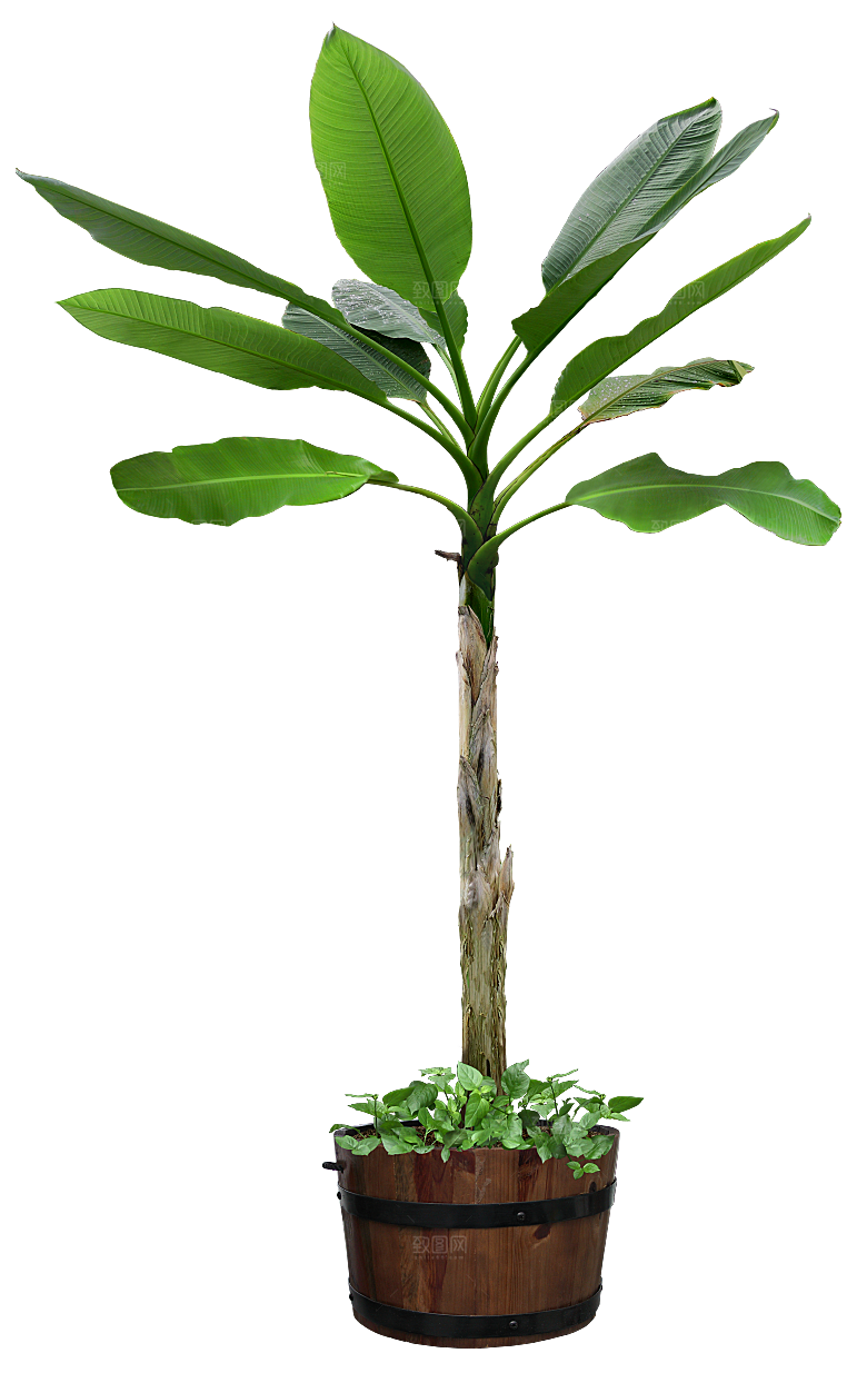花艺软装北欧绿植插花花卉盆栽PNG