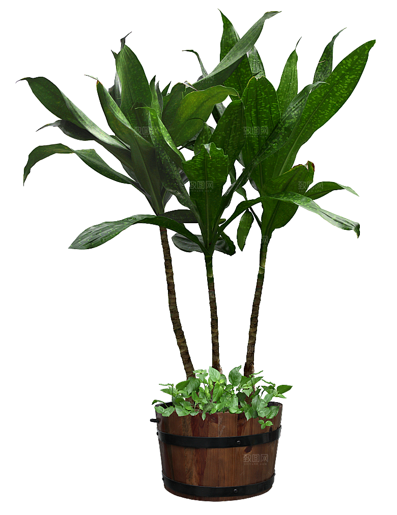 花艺软装北欧绿植插花花卉盆栽PNG