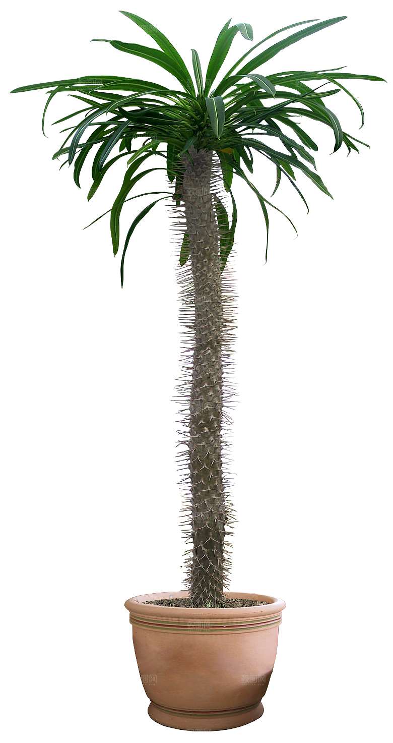 花艺软装北欧绿植插花花卉盆栽PNG素材